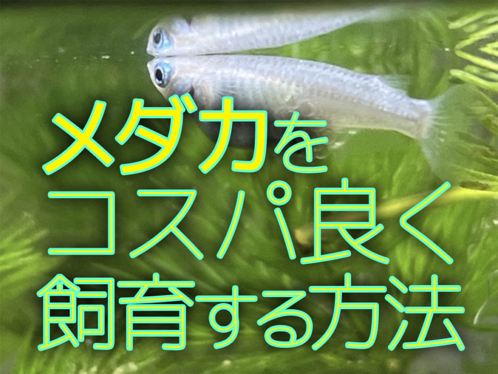 コスパ良くメダカを飼育する方法5選!コスパの理由とメダカの楽しみ方のサムネイル画像
