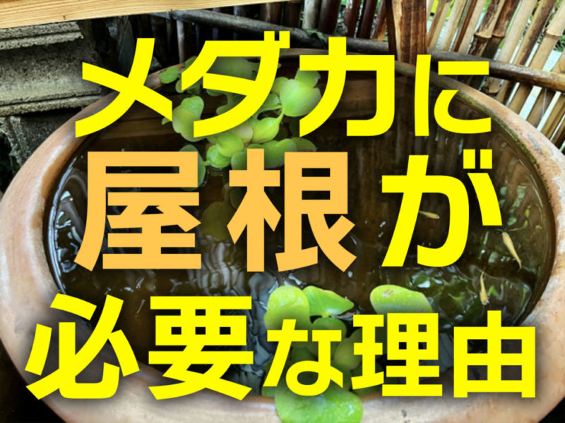 メダカに屋根が必要な理由と書かれた睡蓮鉢の見出し画像