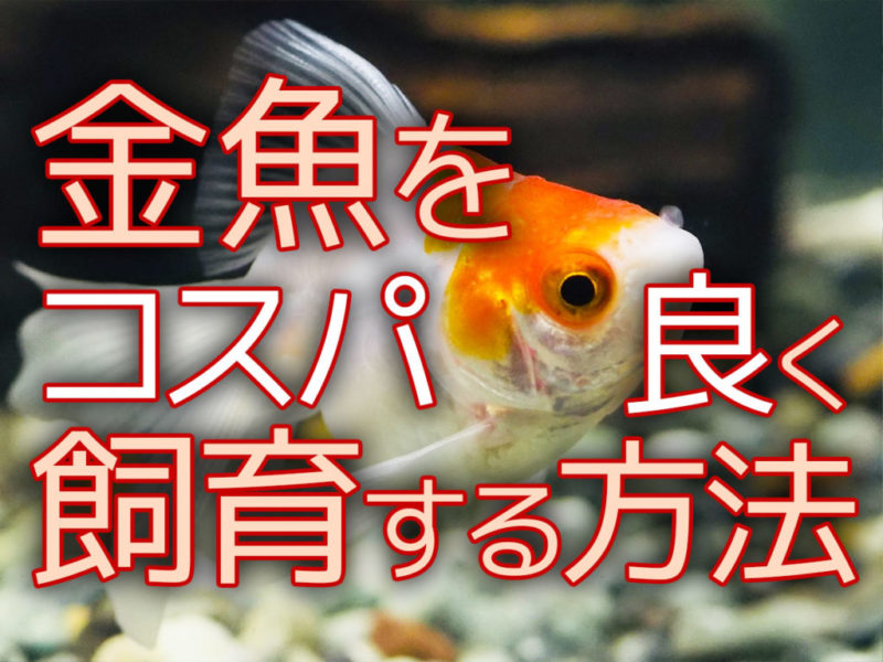 金魚をコスパ良く飼育する方法の文字入り見出し画像