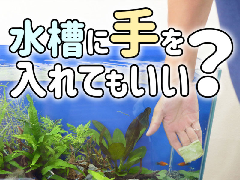 水槽に手を入れてもいい?の文字と水槽に手を入れる画像