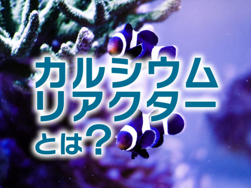 カルシウムリアクターとは？の文字とクマノミの見出し画像