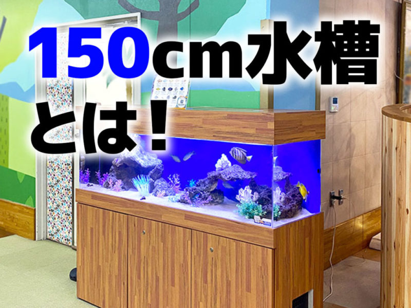 150cm水槽とは！の文字と木目調大型海水魚水槽の見出し画像