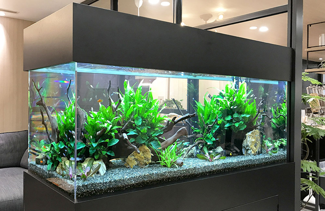 流木と水草を配置した大型の淡水魚水槽レイアウト