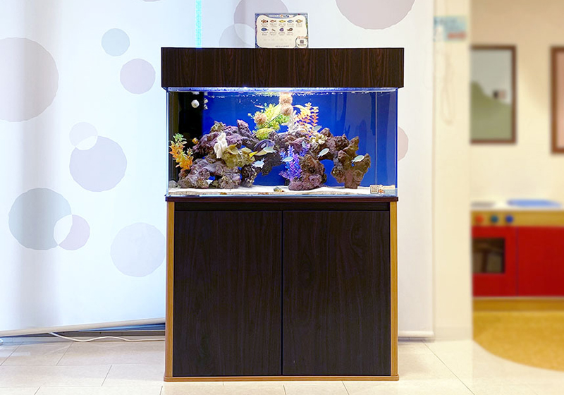 木目調の水槽台に設置された海水魚風レイアウトの大型水槽