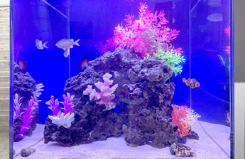 45cmキューブ水槽のレンタル事例!カクレクマノミが泳ぎます 水槽画像3