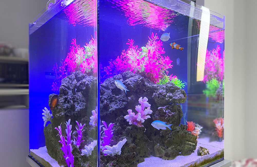 青い照明に照らされた海水魚と人工水草の小型水槽