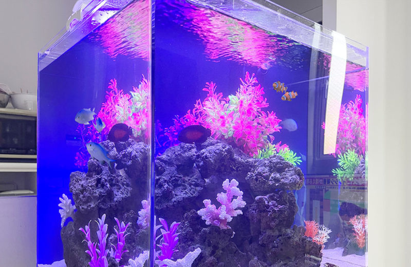 45cmキューブ水槽のレンタル事例!カクレクマノミが泳ぎます 水槽画像5