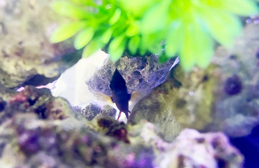 岩の隙間に隠れる黒い熱帯魚と水草のレイアウト