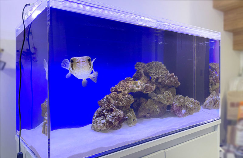 ハリセンボンが元気に泳ぐ!90cm海水水槽のレンタル事例 水槽画像1