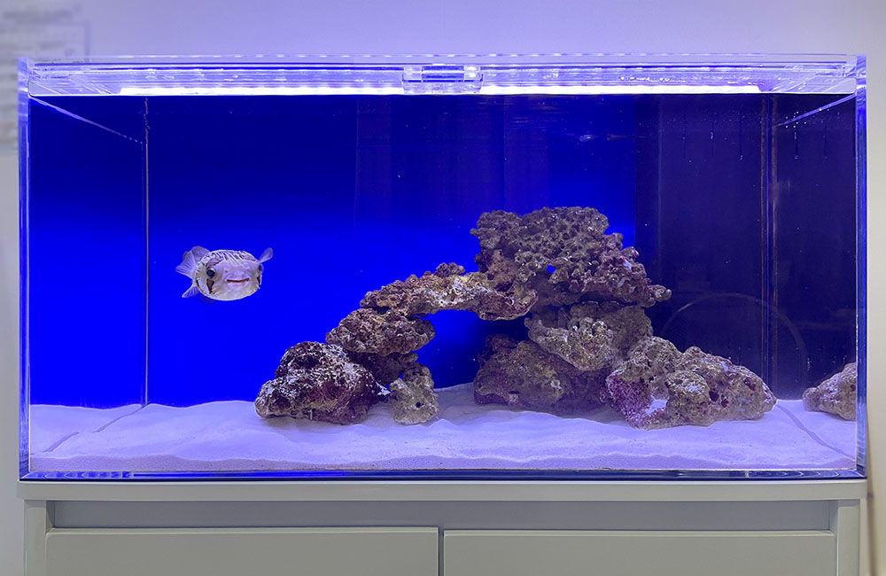 青い背景の水槽を泳ぐフグとライブロックのレイアウト