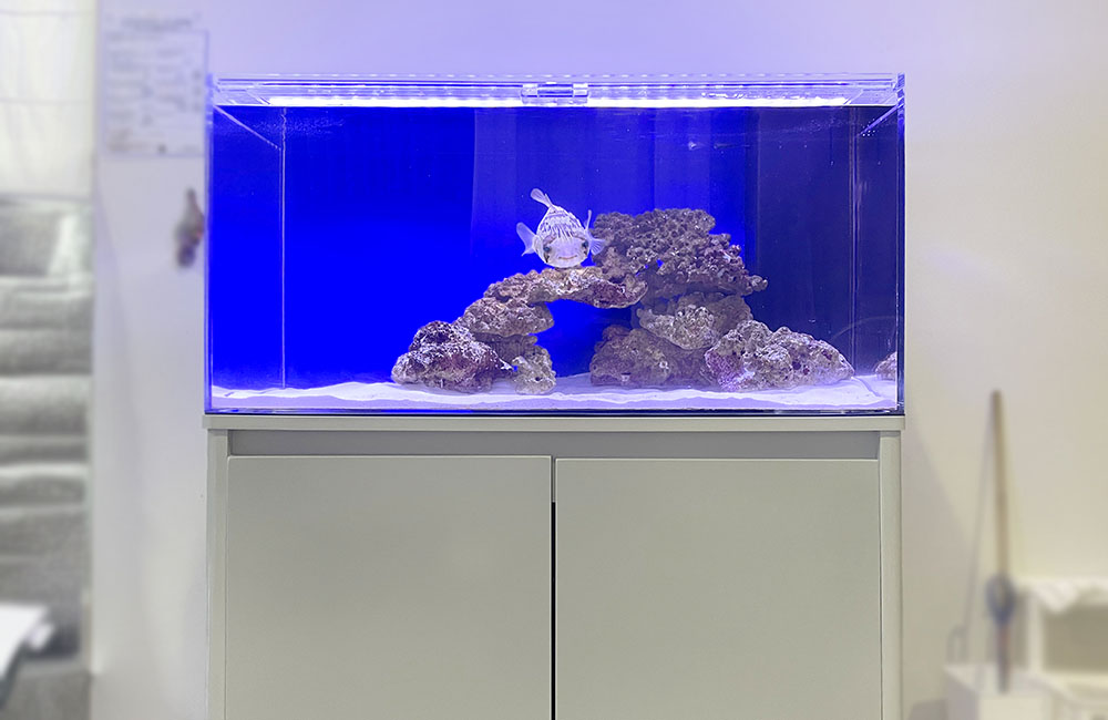 青い背景の海水魚水槽とライブロックの上を泳ぐフグの仲間