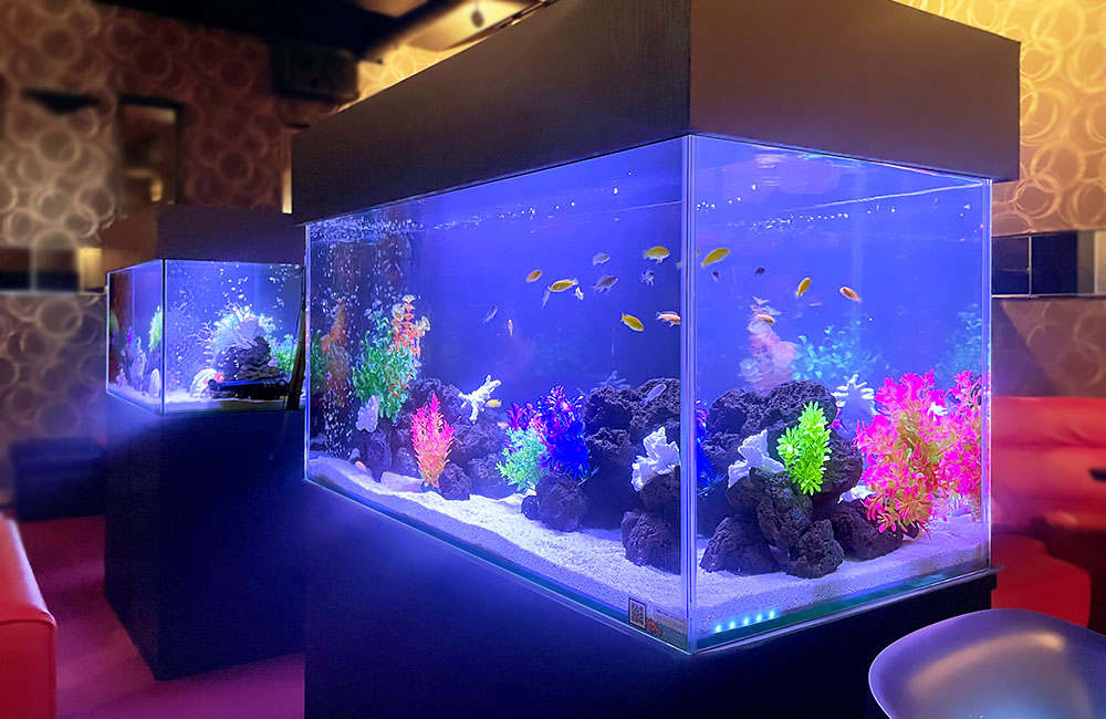 飲食店様の90cm淡水魚水槽2台をレンタル管理しています!のサムネイル画像