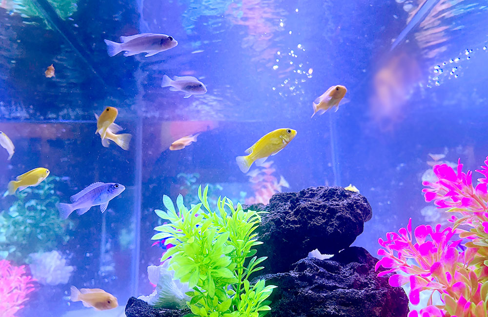 青や黄色の熱帯魚が泳ぐ岩と人工水草の水槽内観