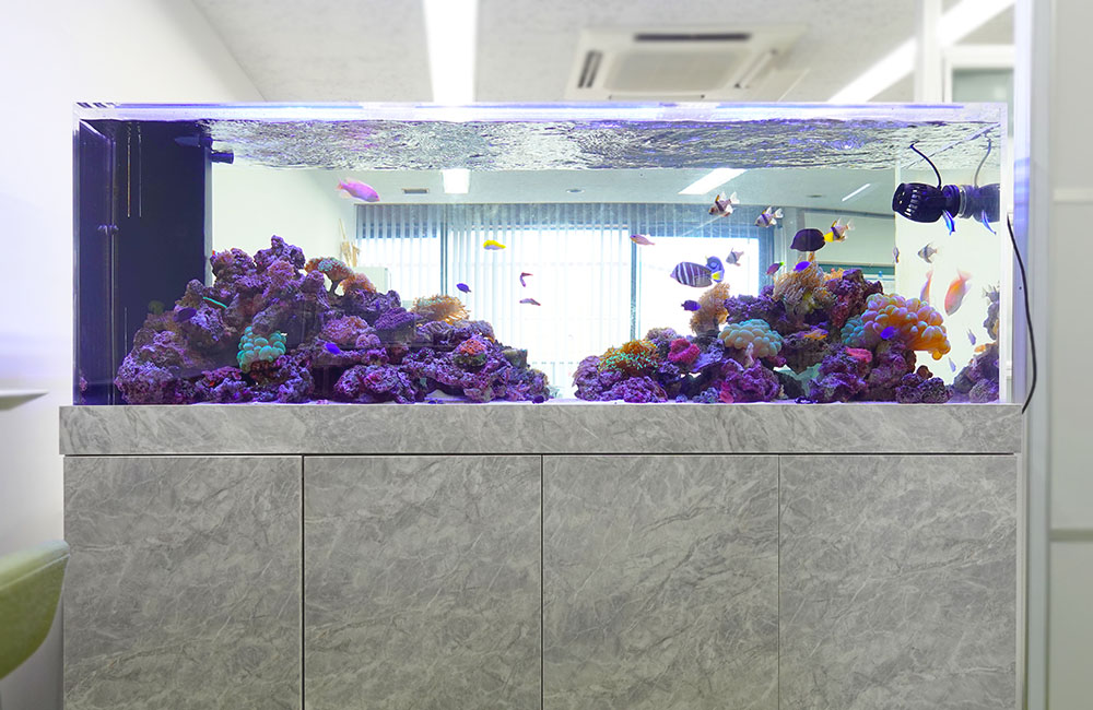 サンゴと海水魚が泳ぐ大型のオーバーフロー水槽