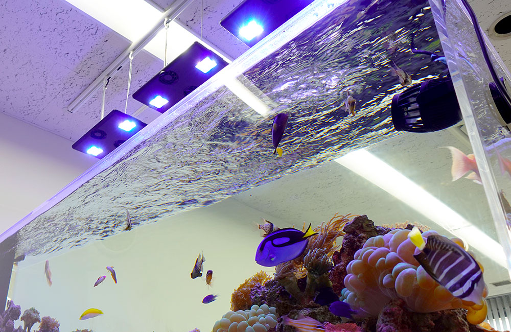 青い照明に照らされた海水魚水槽とサンゴのレイアウト