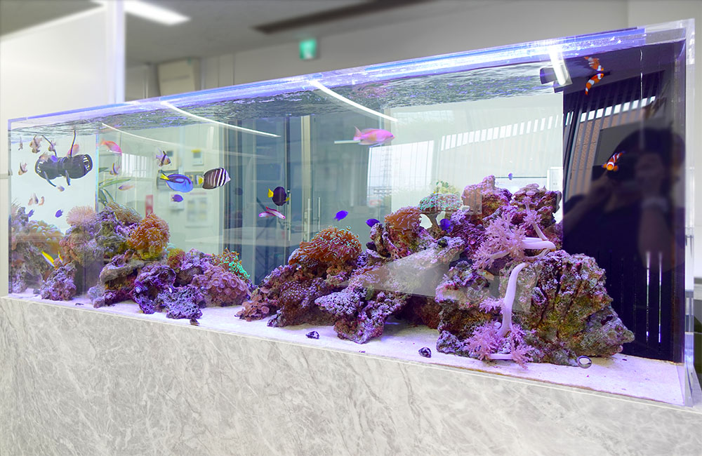 海水魚とサンゴが泳ぐ横長な大型オーバーフロー水槽