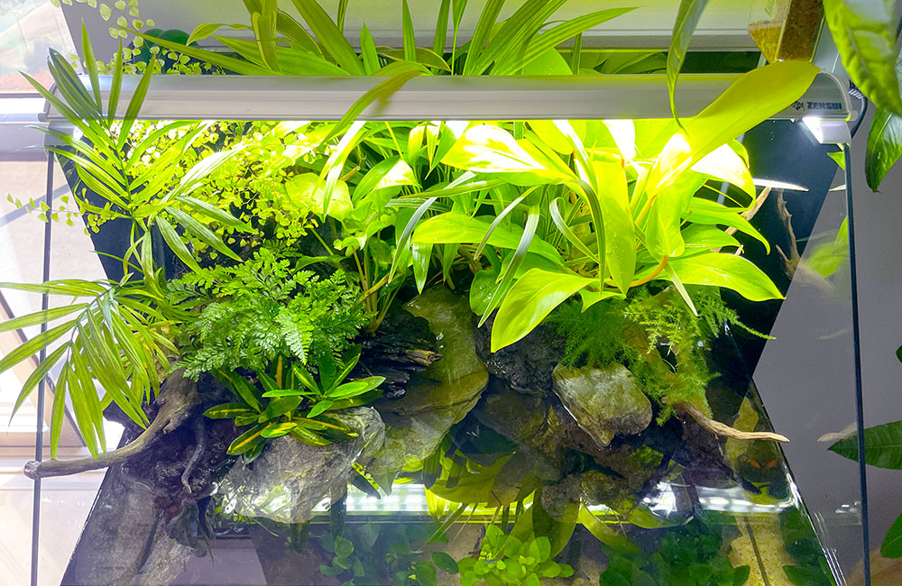 水草や観葉植物を配置したアクアテラリウム水槽