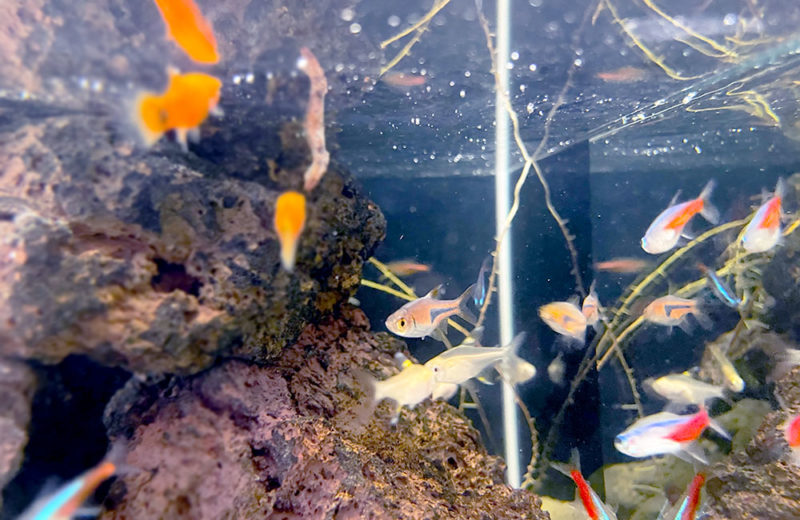 植物と熱帯魚を楽しめる！アクアテラリウム水槽のレンタル事例 水槽画像４