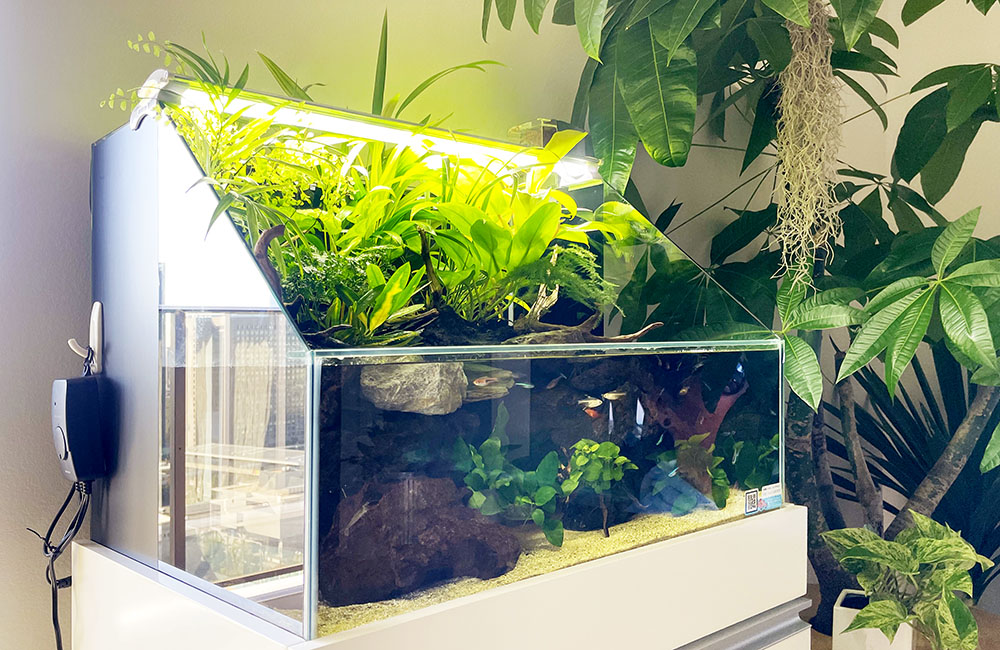 水草が茂るアクアテラリウム水槽と室内の観葉植物