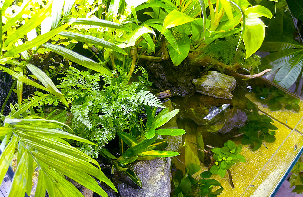 シダ植物や水草が茂るアクアテラリウム水槽の俯瞰