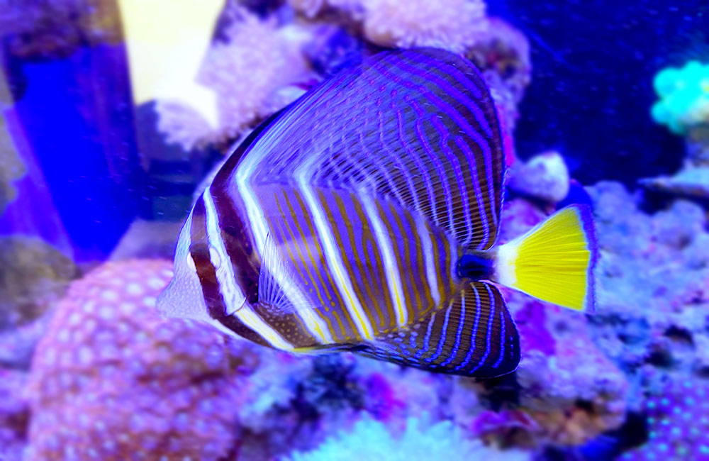 縞模様と黄色い尾びれが特徴的な海水魚とサンゴ礁