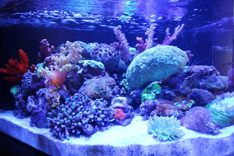 青い照明に照らされたサンゴ礁の海水魚水槽レイアウト