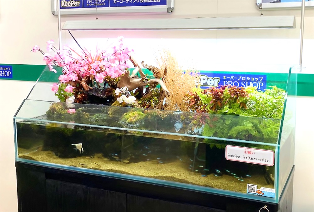 桜のレイアウト！120cmアクアテラリウム水槽　水槽レンタル事例