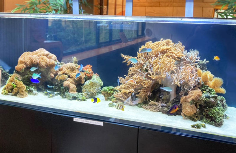 サンゴと熱帯魚が泳ぐ大型の海水魚水槽