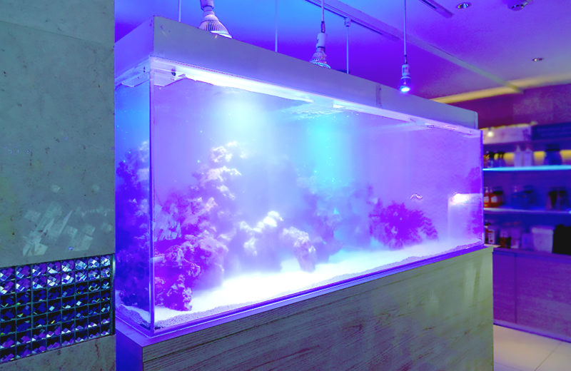 青い照明に照らされた岩組みのある大型海水魚水槽