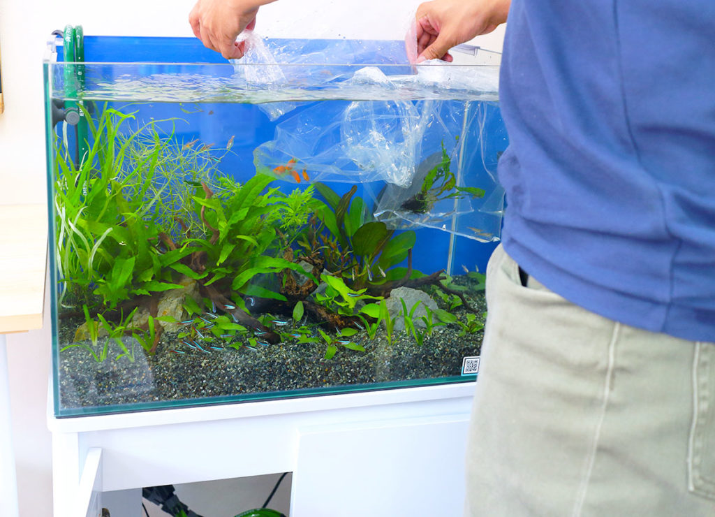水草水槽にパッキング袋を浮かべて水合わせを行う様子