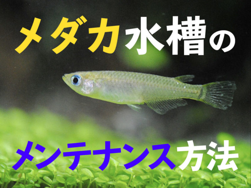 メダカ水槽のメンテナンス方法の見出し画像