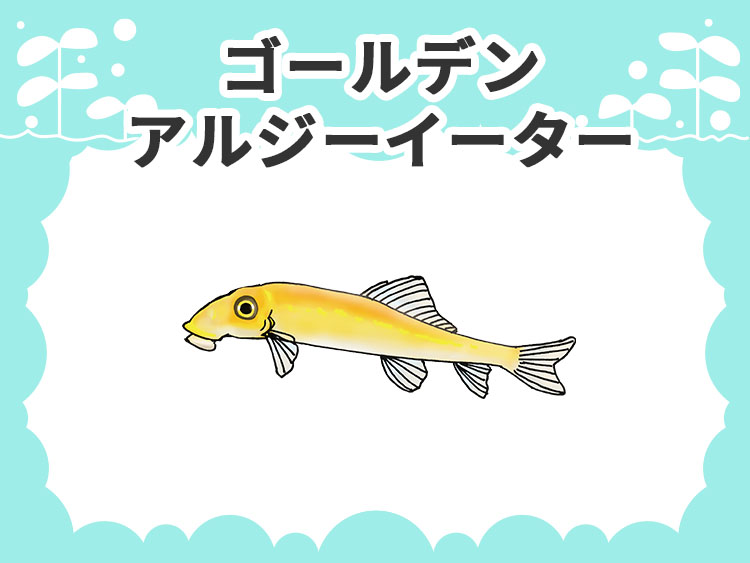 ゴールデンアルジーイーターのお魚図鑑