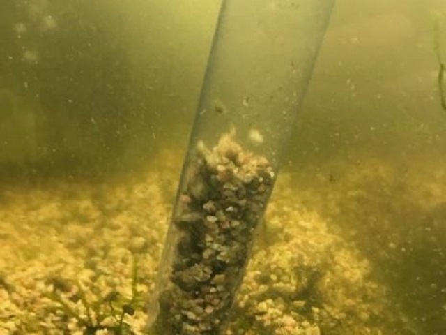 クリーナーポンプで水槽底砂を掃除する様子