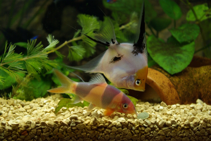 水草水槽で泳ぐエンゼルフィッシュと底生魚の熱帯魚