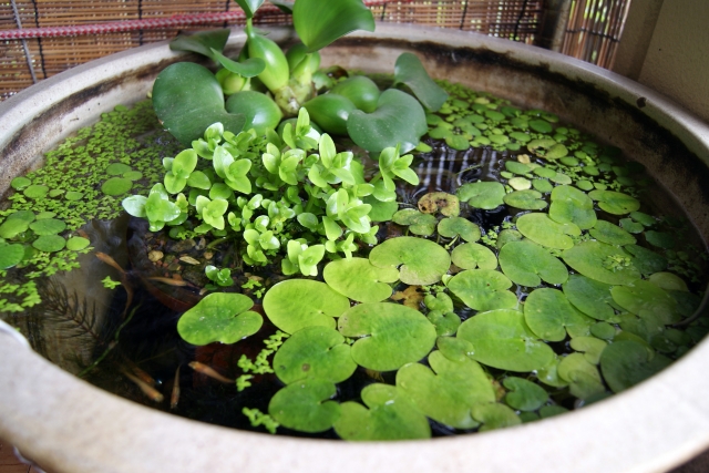 浮き草や水草が茂る睡蓮鉢と泳ぐメダカの姿