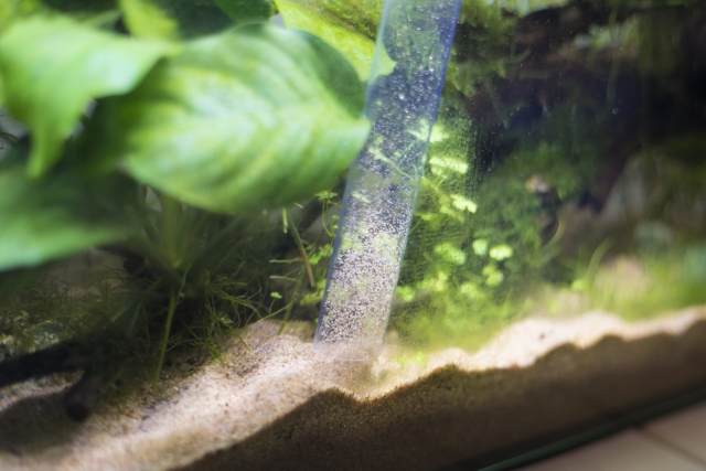 水草水槽の底砂をクリーナーで掃除する様子