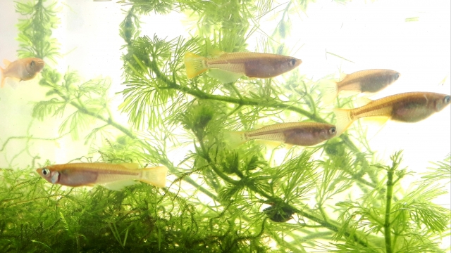 水草の間を泳ぐ数匹のメダカと緑色の水草の風景