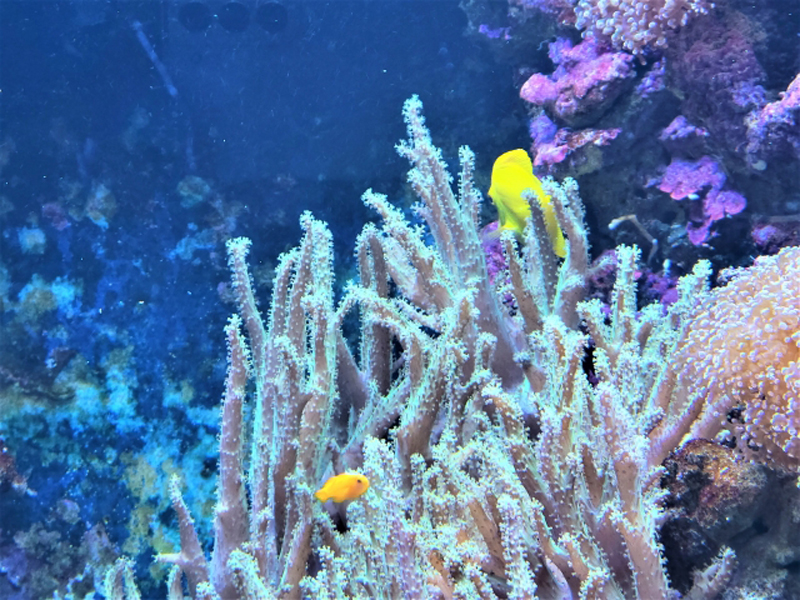 サンゴの周りを泳ぐ黄色い海水魚と青い水槽背景