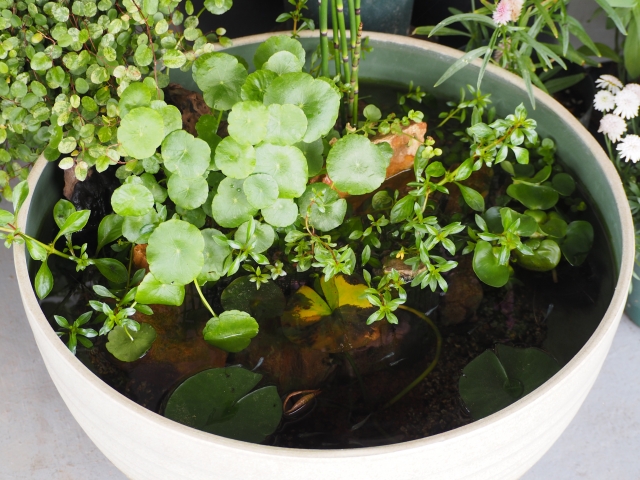 丸い鉢に植えられた水草と浮き草のビオトープ