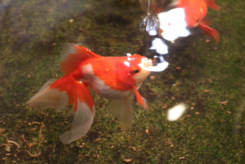 苔の生えた水槽で水面に口を出す紅白の金魚