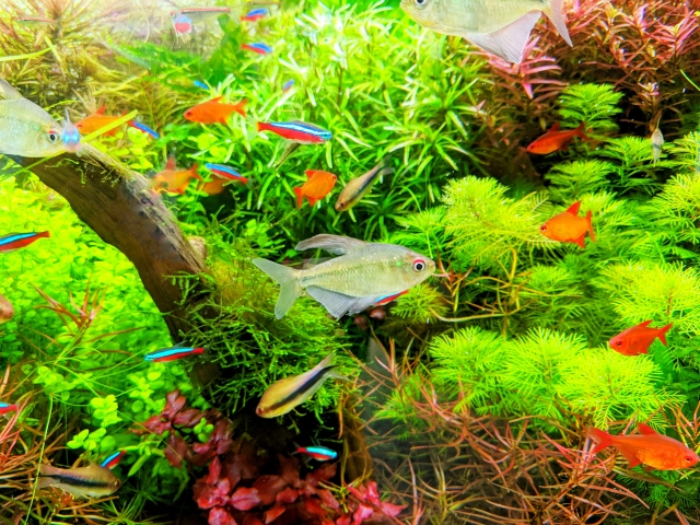 水草水槽を泳ぐネオンテトラの仲間と小型熱帯魚の群れ