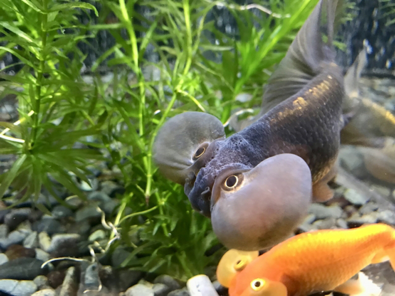 水草の前で泳ぐ黒とオレンジの金魚と底砂の風景