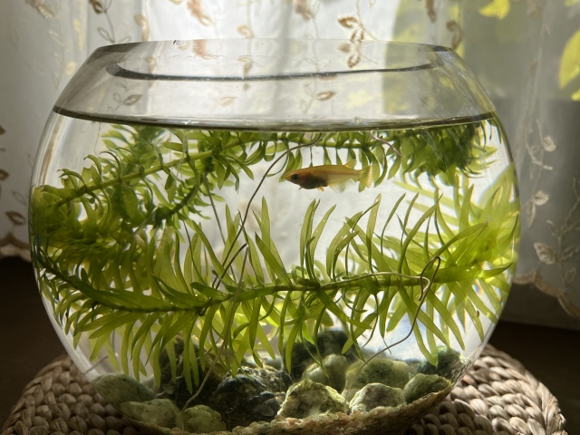 丸い金魚鉢で泳ぐメダカと水草のアナカリス類