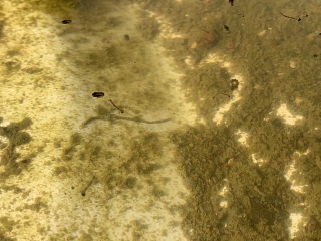 水中に浮遊するボウフラと底に溜まった泥の堆積物