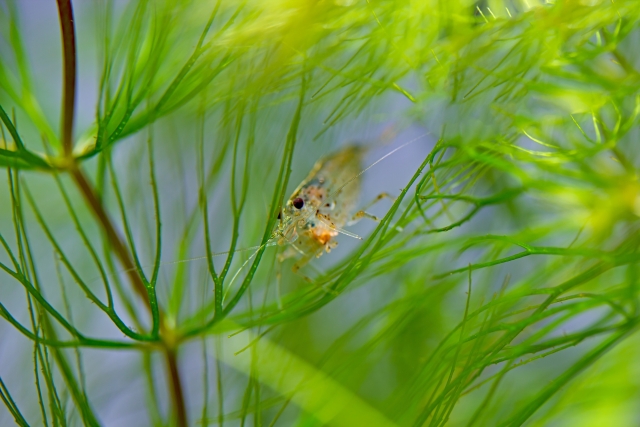 緑色の水草の間に隠れる透明なエビの仲間