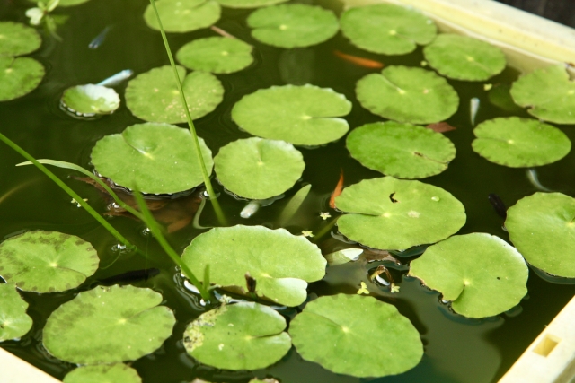水面に浮かぶ丸い水草の葉と泳ぐメダカの姿