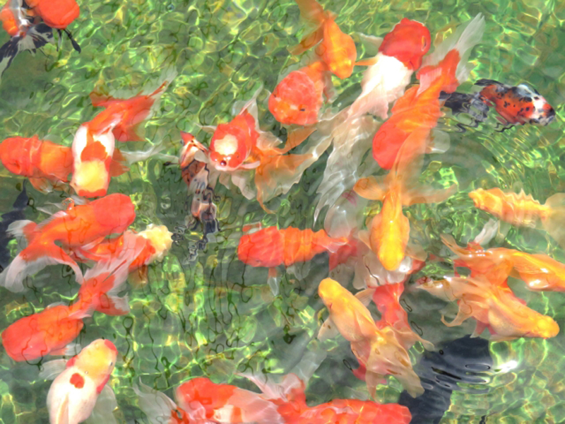 水面付近に集まり泳ぐ赤や白の金魚の群れ
