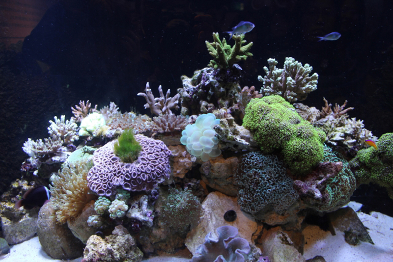 色とりどりのサンゴが配置された海水魚水槽のレイアウト