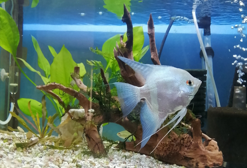 流木と水草が配置された水槽を泳ぐエンゼルフィッシュ