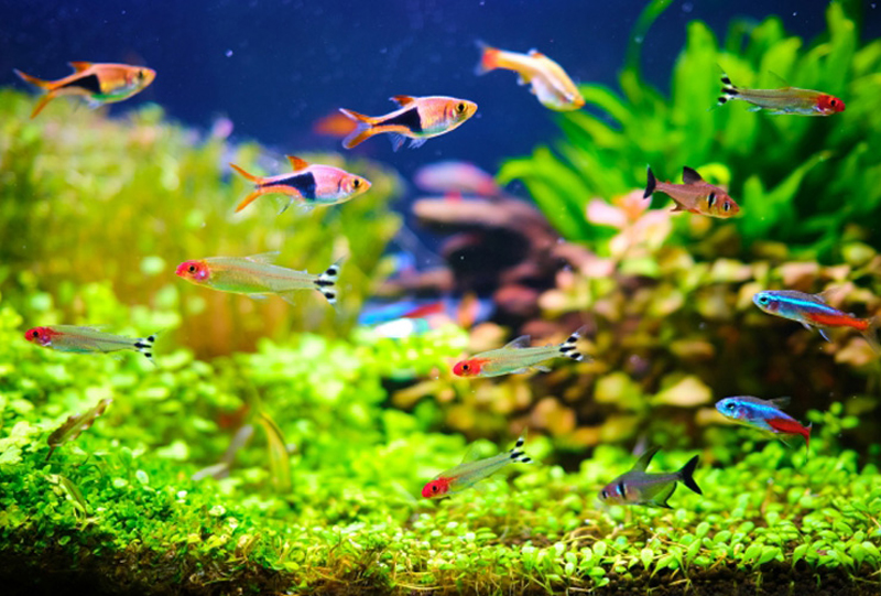 水草水槽を泳ぐネオンテトラの仲間や小型熱帯魚の群れ